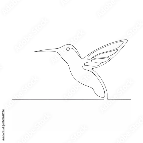 hummingbird vector illustration