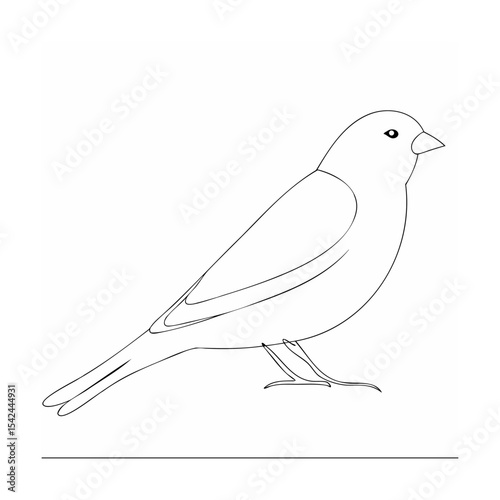 vector sketch of a bird