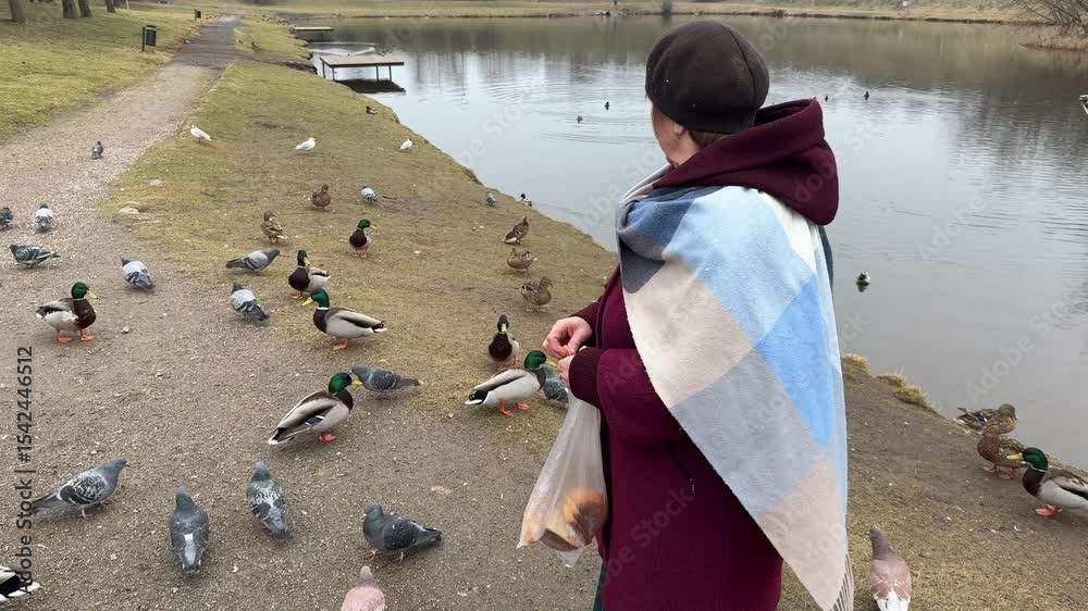 A senior lady feeds ducks at the gulf during springtime.