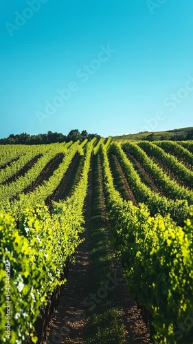 A scenic vineyard landscape with rows of green grapevines stretching across rolling hills under a clear blue sky. The sun illuminates the lush foliage.