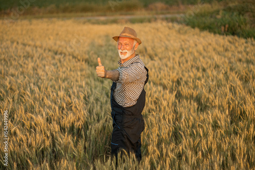 An elderly farmer gives a thumbs up while standing proudly in a golden wheat field, showcasing satisfaction and achievement.