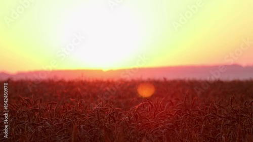 Golden morning sunlight shining on wheat ears in peaceful summer grain field at sunrise