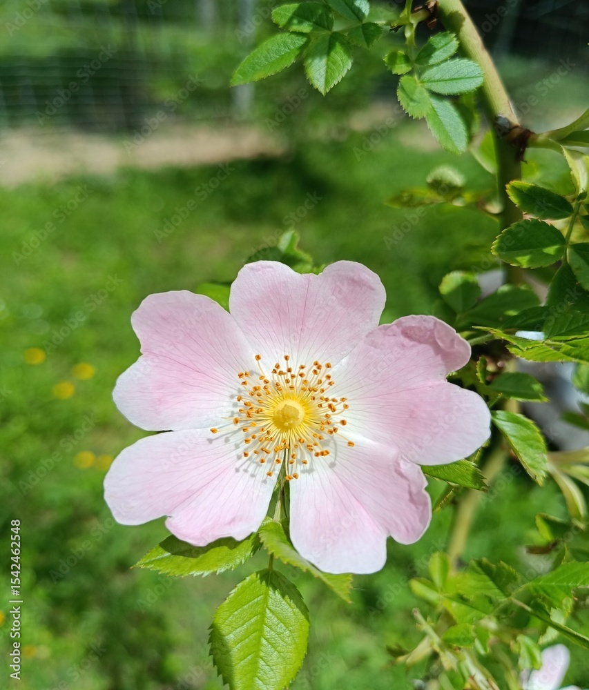 Obraz premium pink rose bush