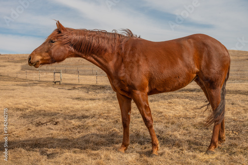 Fotografie Chestnut horse in dry prairie landscape