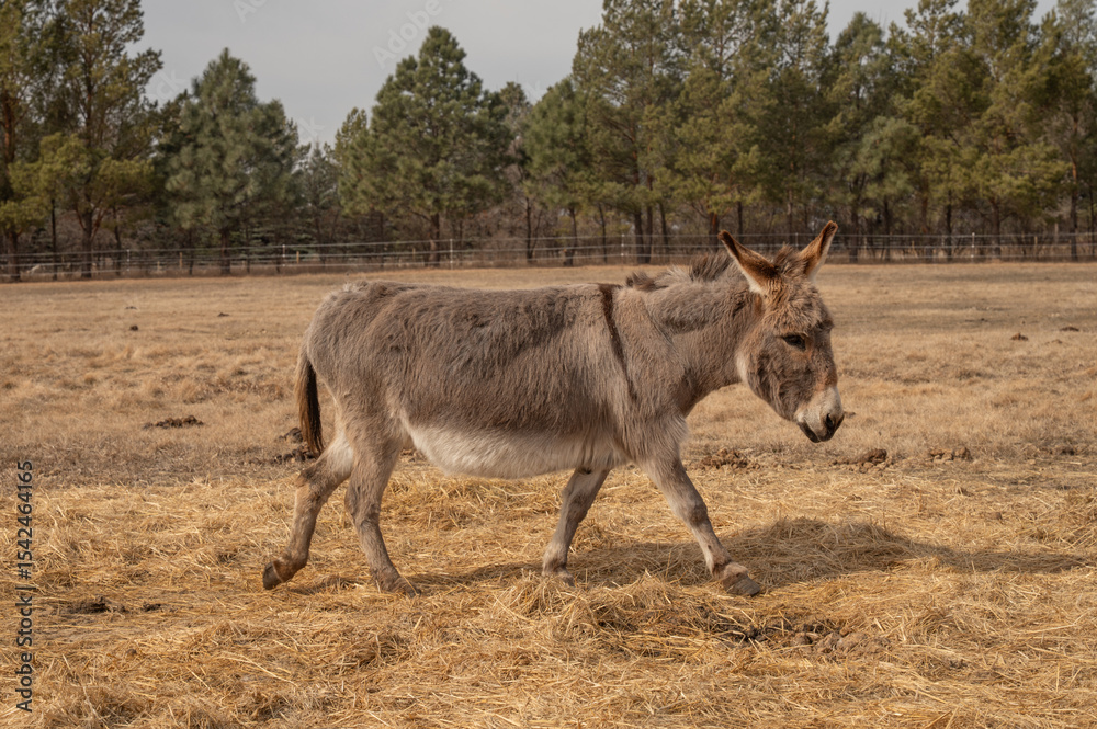 Fototapeta premium Donkey walking on dry farm field