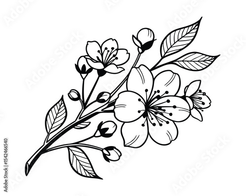Elegant Black and White Cherry Blossom Branch Illustration