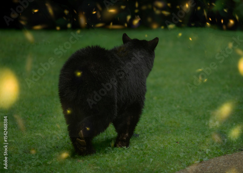 Smoky Mountain Black Bear with Lightning Bugs