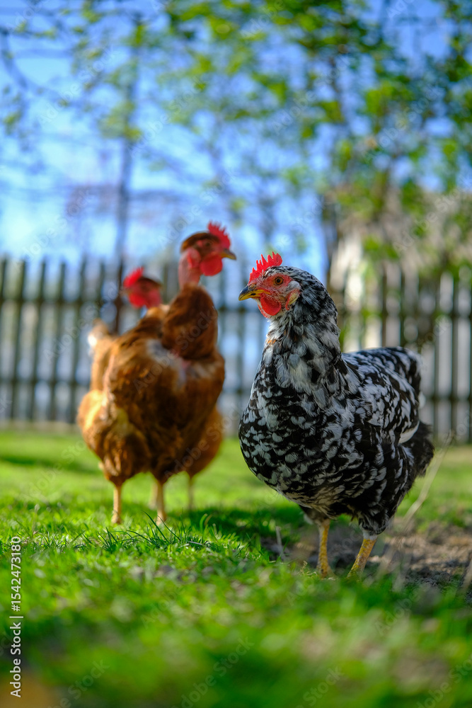 Fototapeta premium Chickens, including a black and white mottled hen, roam freely on vibrant green grass in a sunlit yard.
