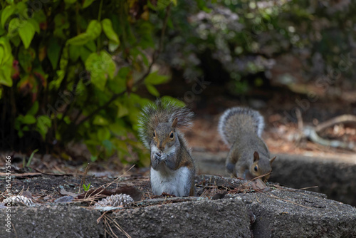 Eastern gray squirrel, known as the grey squirrel is native animal  to eastern North America