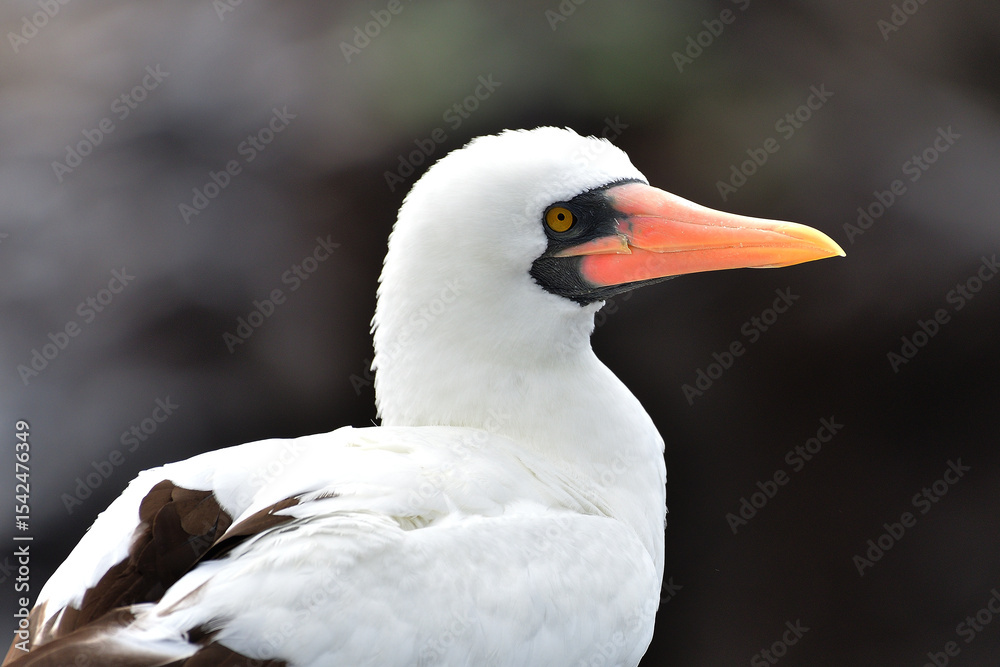 Obraz premium Nazca Booby in the Galápagos Islands