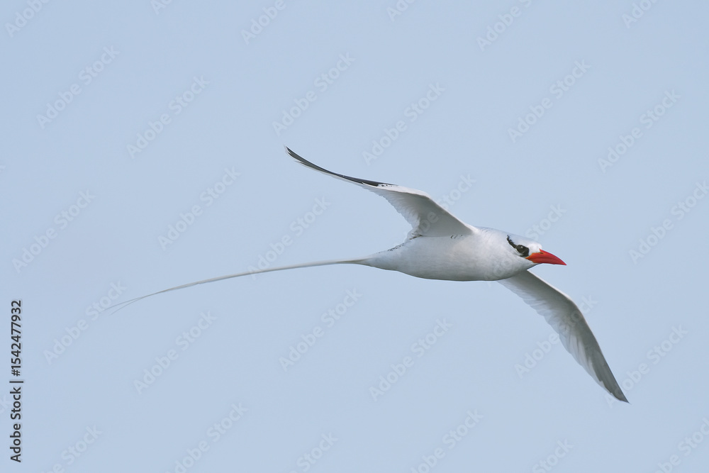 Obraz premium Red-Billed Tropicbird Flying Over the Galápagos Islands