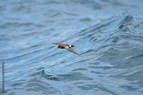 Wilson’s Storm Petrel in Flight Over the Ocean in the Galápagos Islands