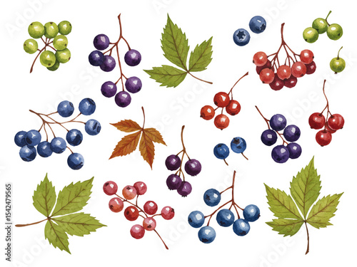 Vector watercolor Round nuts / 水彩テイストの丸い木の実イラスト