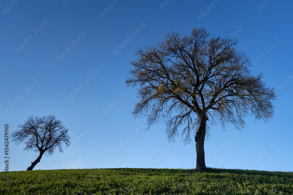 Obraz premium trees in the tuscan countryside