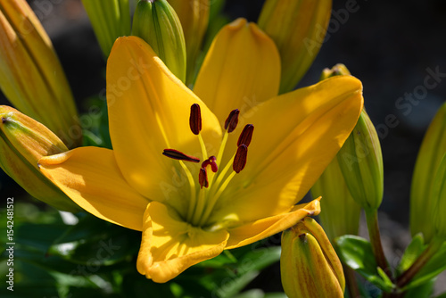 Yellow lily, close-up, Lilium Classic Joy