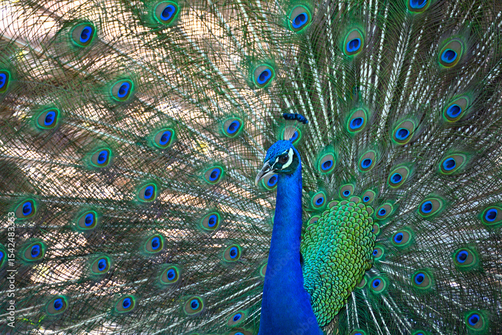 Fototapeta premium Peacock on Prison Island, Zanzibar