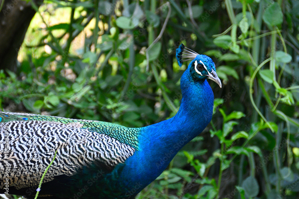 Obraz premium Peacock on Prison Island, Zanzibar