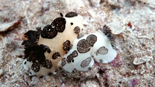 Underwater Macro Photography of a Chromodoris Nudibranch
