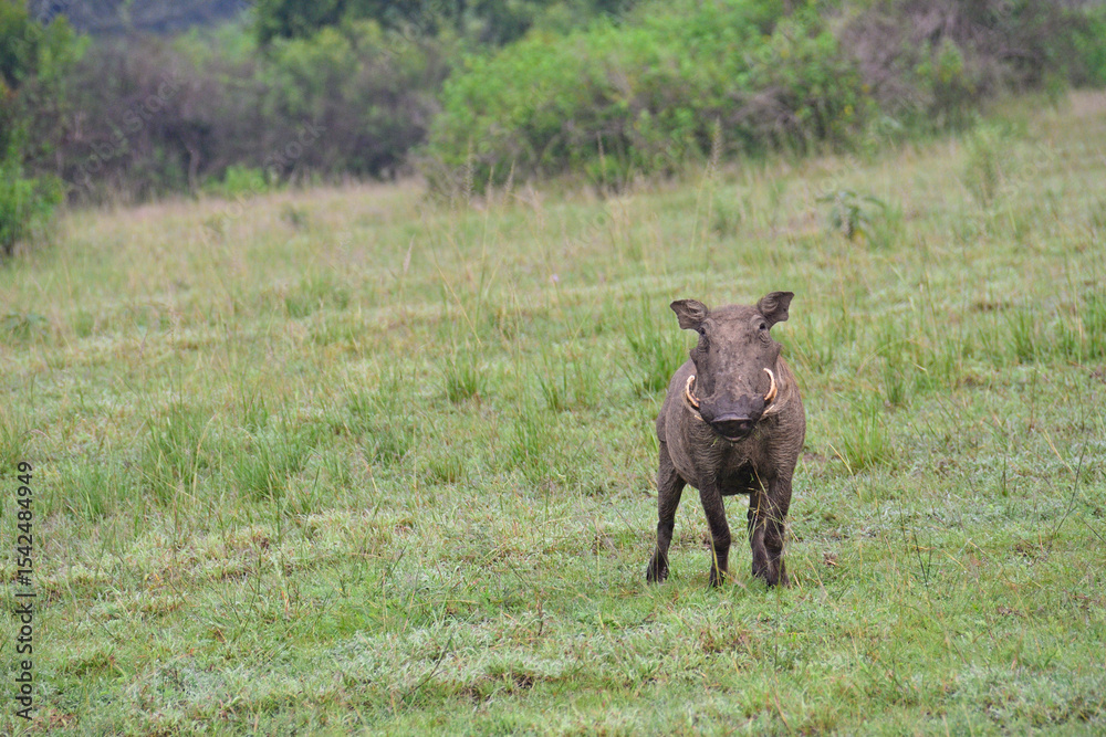 Fototapeta premium Warthog in Queen Elizabeth National Park, Uganda 