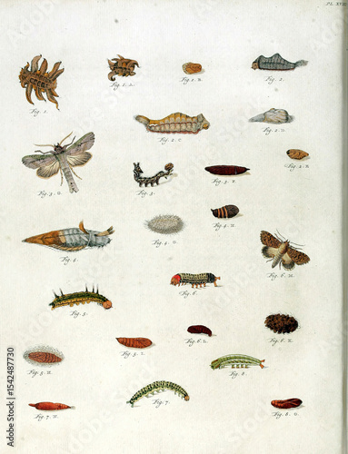 Detailed drawings depict the metamorphosis of insects, from egg to larva, pupa, and adult, offering a glimpse into the world of entomology