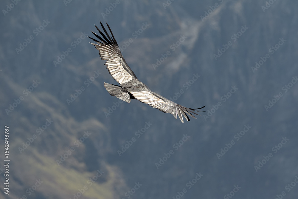 Fototapeta premium majestic Andean condor rides the thermals with ancient grace. A symbol of freedom and power, this sacred bird watches over one of the world’s deepest canyons,a true icon of Colca Peru.