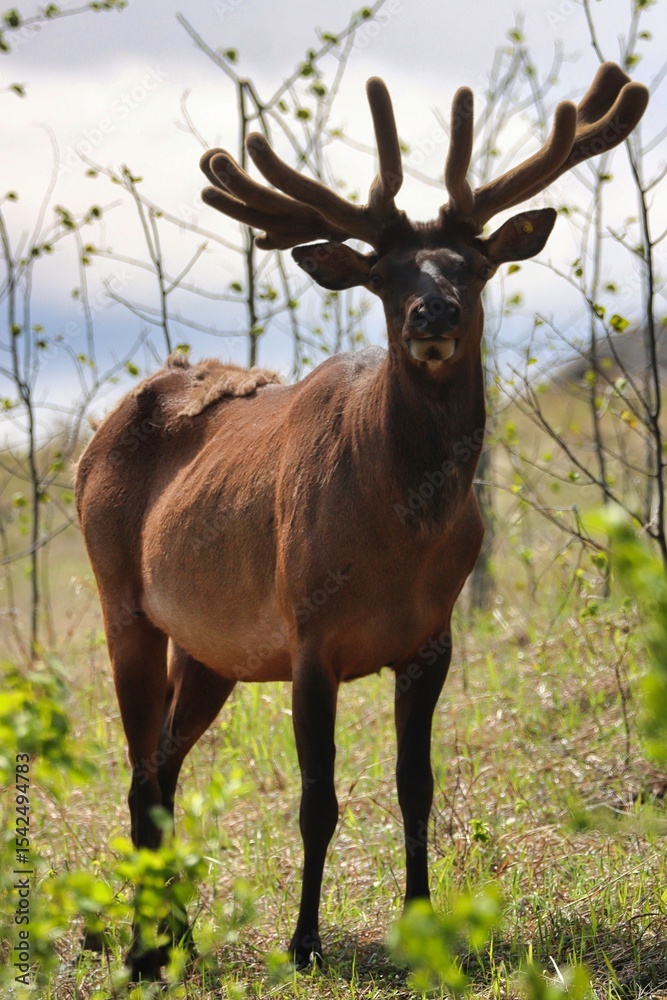 Fototapeta premium Yukon Territories, Canada
