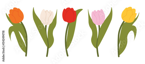 Set of isolated multicolored tulips for your floral designs. Spring flower. Design elements for postcards and greetings, card for your loved ones