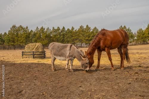 Horse and donkey eating together in rural paddock