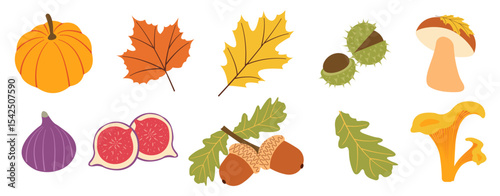Autumn harvest flat vector elements: pumpkins, chestnuts, leaves, mushrooms and figs for fall designs. Vector illustration for banners, social media, cards