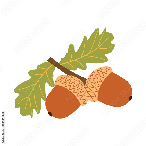 Autumn harvest flat vector: classic acorns on a branch. Hand drawn illustration for banners, cards, social media