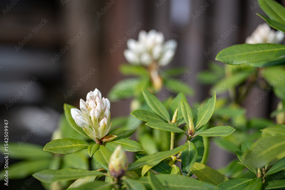 A close-up of white rhododendron flower buds and green leaves. 
