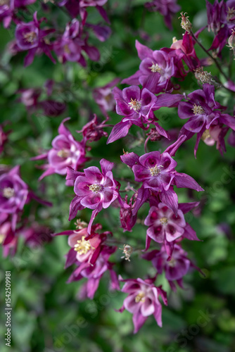 Wallpaper Mural A top-down view of purple columbine flowers. 
 Torontodigital.ca