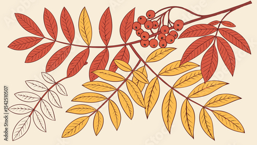 Autumn rowan tree branch with red berries and colorful leaves botanical illustration vector design element