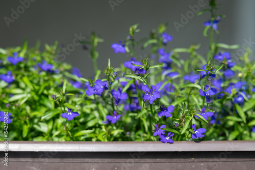 Blue lobelia and its beautiful blue flowers with green leaves. 
