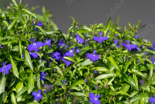 Blue lobelia and its beautiful blue flowers with green leaves. 
