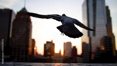 Pigeon Flying Off Rooftop at Sunset in City Silhouette