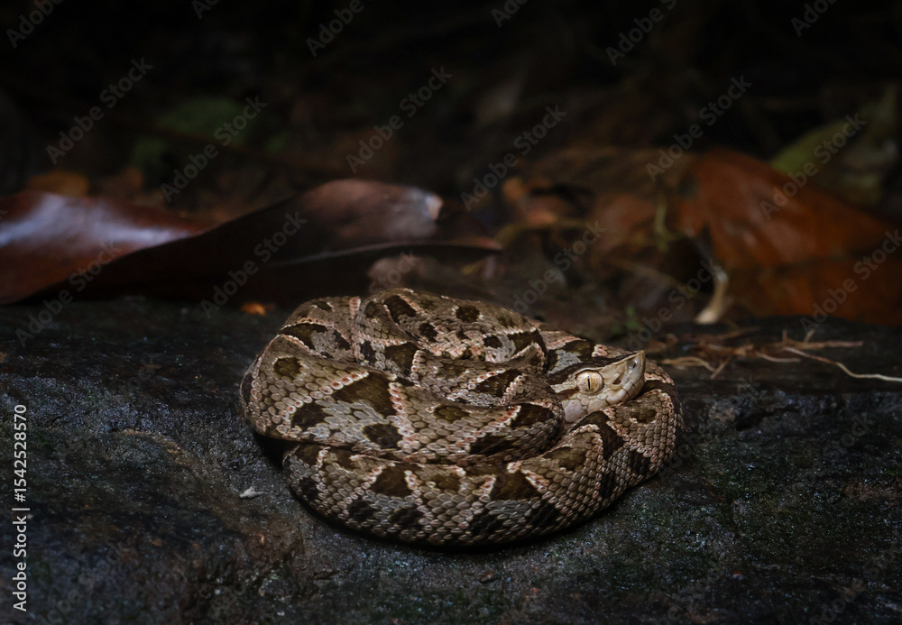 Fototapeta premium A juvenile fer-de-lance (Bothrops asper) coiled on a rock in a stream bed