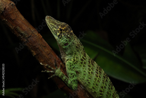 A green giant canopy anole (Anolis frenatus) climbing up a branch in the rainforest
