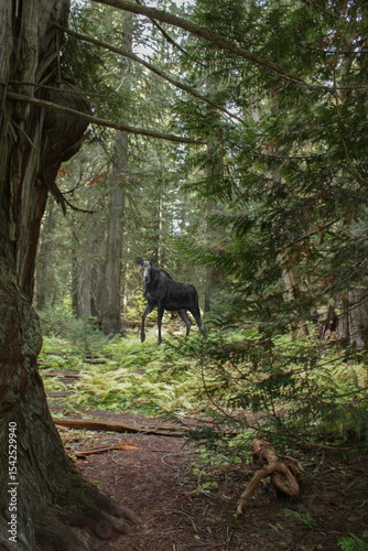 photo of cow moose walking through the forest in Idaho