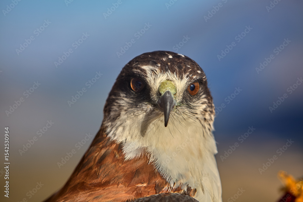 Fototapeta premium A majestic hawk, with piercing eyes and razor-sharp beak, captured in stunning detail at the Colca Canyon. Symbol of strength and precision, this Andean raptor embodies the wild spirit of the highland