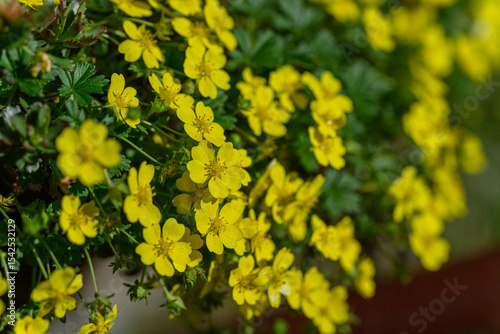 Wallpaper Mural A close-up of beautiful yellow flowers of common tormentil outdoors in the garden. 
 Torontodigital.ca