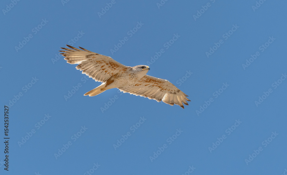 Obraz premium An adult Ferruginous hawk in-gFligh