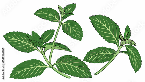 Fresh Mint Leaves Aromatic Herb Illustration