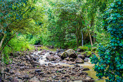 фотографія Water flows downstream through the forest.