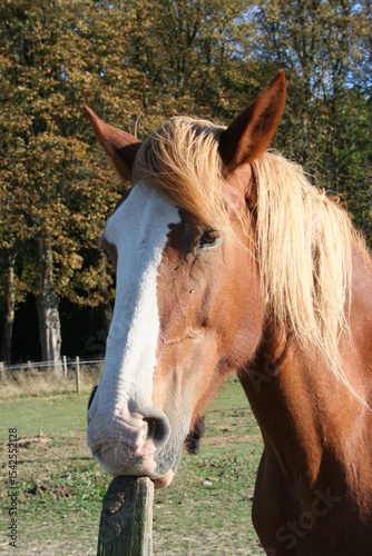 portrait of a brown horse