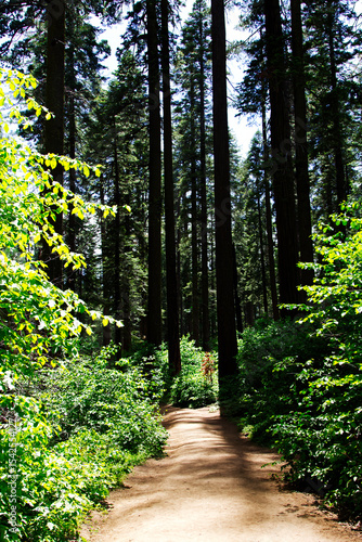 Dirt Path Through Green Plants And Trees Calaveras California