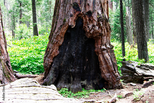 Base Of Tall Tree Burnt By Fire Calaveras Park California