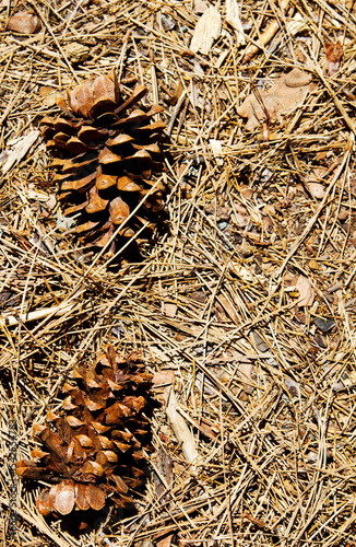 Dried Open Pine Cone On Ground With Twings And Needles