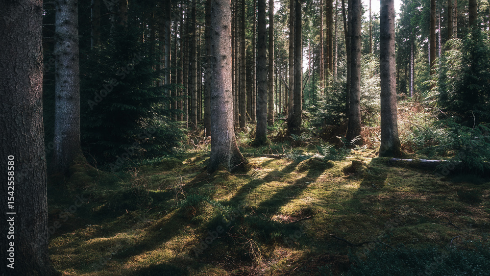 Obraz premium Losing light, Bakethin Nature Reserve, Kielder Forest, Northumberland June 2025