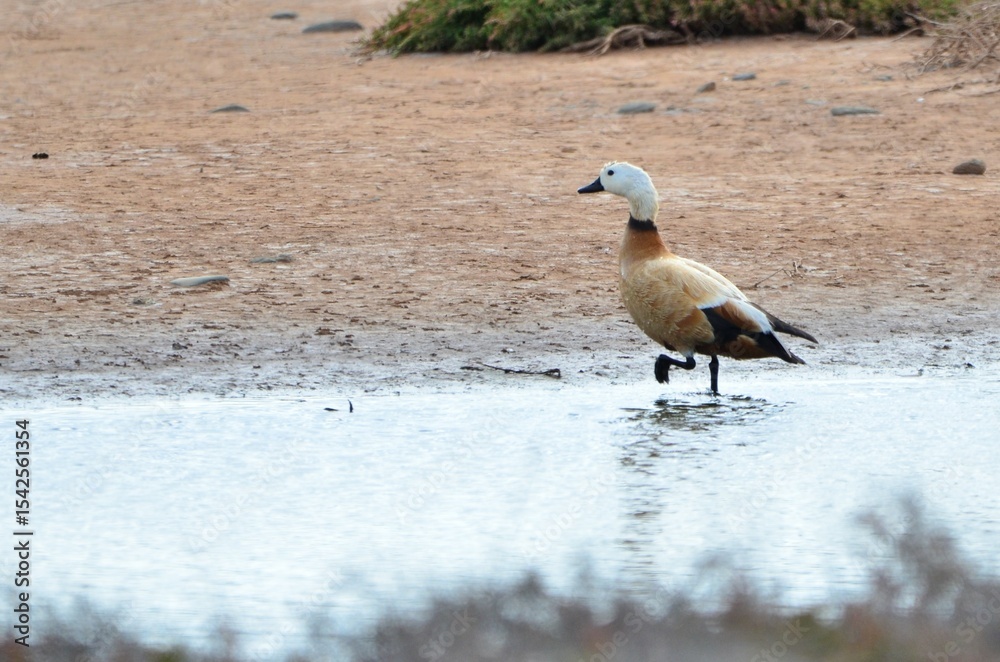 Obraz premium TARRO CANELO